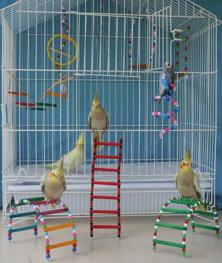 calopsita a venda mercado livre