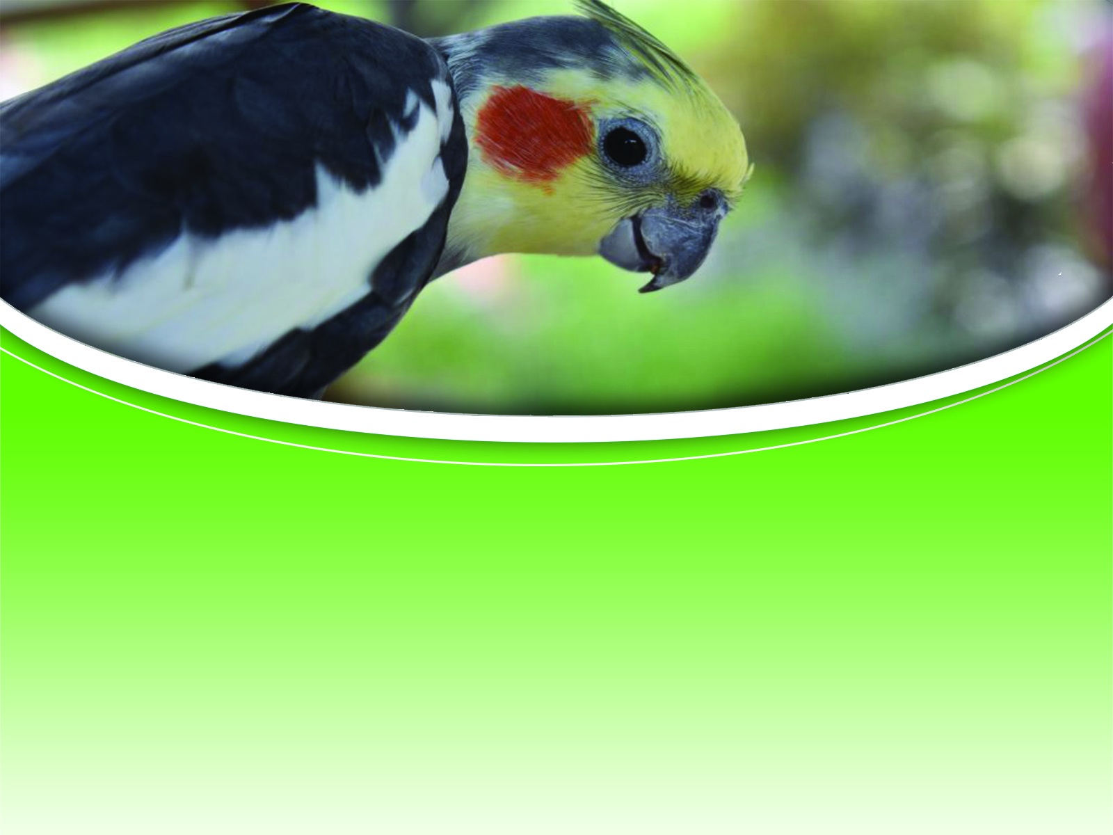 venda de calopsita em são gonçalo